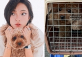 Nỗi buồn ngày 27 Tết của Châu Bùi: Nghẹn ngào chia sẻ cún cưng gặp tai nạn trên chuyến bay về Hà Nội