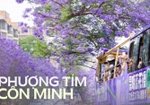 Phượng tím ở Côn Minh đã nở: Cả thành phố như chìm trong biển hoa mộng mơ, 'tín đồ xê dịch' không thể bỏ qua dịp xuân hè