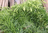 Người dân Tây Tựu tất bật thu hoạch hoa loa kèn tháng 4