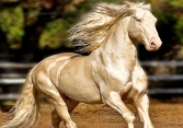 Xôn xao thông tin ngựa Akhal-Teke xuất hiện tại Việt Nam: Giống ngựa quý hiếm, đắt đỏ bậc nhất hành tinh khiến giới siêu giàu khao khát
