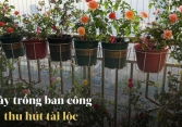 Ban công nhà giàu chuộng nhất 5 cây cảnh này: Thanh lọc không khí, tốt cho sức khỏe lại giúp chủ nhân hút may mắn