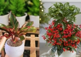 Nhà giàu mê tít 3 loài cây này: Nghe tên thôi đã thấy phú quý tiền tài, gia chủ muốn nghèo cũng khó