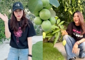 Mỹ Tâm khiến dân mạng 'mắt tròn mắt dẹt' khi 'flex' khu vườn siêu trái: Cây táo 2000 trái mọc như nho, xoài mọc sà xuống tận sát mặt đất