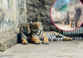  Thảo Cầm Viên Sài Gòn tổ chức thôi nôi cho 2 bé hổ Bengal: Hai chú bé thích thú bốc đồ vật chọn quà  