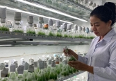 TS Bá Thị Châm: Bảo tồn và nâng tầm cây thuốc bản địa ở Việt Nam