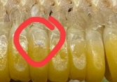 Xôn xao 'ổ trứng nhặng' trên bắp ngô của quán bánh tráng nổi tiếng Hà Nội: Nhân viên nói 'sữa ngô', dân mạng tranh cãi vì lý do bất ngờ
