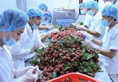Bảo hộ chỉ dẫn địa lý và quyền thương hiệu