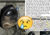Chú mèo giá 80 triệu chết ngạt sau 5 tiếng trong cốp xe vận chuyển, thái độ của lái xe gây bức xúc khiến chủ mèo phải báo công an