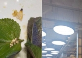 Xôn xao hình ảnh ổ trứng côn trùng trong món ăn của chuỗi buffet nổi tiếng, dân mạng ùa vào 'tố' thêm