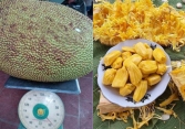 Liên tục xuất hiện nhiều quả mít 'khủng' ở Việt Nam nhưng bạn có biết: Mít cực tốt lại 'cực độc' với 5 nhóm người sau!