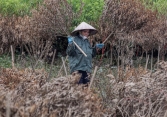 Hàng chục ngàn gốc đào ở Nhật Tân, Phú Thượng chết khô sau khi bị nước lũ nhấn chìm