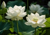 Phụ nữ là đóa sen thơm