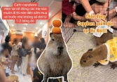 Capybara xuất hiện tại Hà Nội: Có người đi 3 lần mới được vào gặp 'thần tượng', 25 phút vuốt ve quá ngắn ngủi so với số tiền bỏ ra?