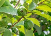 Lá ổi - Loại lá có công dụng tuyệt vời trong việc chăm sóc da