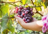 Cải thiện khả năng sinh tự nhiên ở nữ giới từ nho và rượu vang?