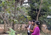 ThS Phạm Thị Lý – Người đam mê cây thảo dược và hành trình trồng hơn 10 ngàn cây chè hoa vàng Hakodae tại Cao nguyên Đông Bo