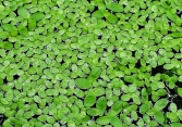 Bèo tấm - 'Siêu thực phẩm' tiềm năng của tương lai