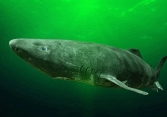 Nhật Bản giải mã thành công bí mật trường thọ của cá mập Greenland