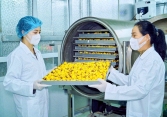 Trà hoa vàng Ba Chẽ từ rừng sâu ra thị trường: Hành trình đánh thức tiềm năng dược liệu quý 