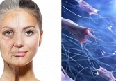 Nhận diện nhóm protein “quyền lực” giúp ngăn ngừa ung thư và làm chậm lão hóa