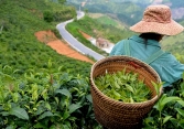 Từ đại ngàn xuống phố, trà Shan Tuyết chinh phục thị trường thành thị