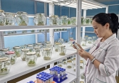 Nữ tiến sĩ với dự án xanh hồi sinh đất nhiễm mặn bằng kỷ tử đen