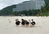 Tình hình hiện tại của đàn vịt dạt vào resort của ông Phạm Nhật Vượng: 6.000 lượt bình luận khiến Vinpearl Nha Trang phải căng não