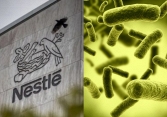 Vì sao chỉ một loại vi khuẩn lại khiến 'ông lớn' ngành sữa Nestlé phải thu hồi hàng loạt sản phẩm?
