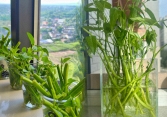 Giá rau tăng vùn vụt, chị em rủ nhau trồng rau muống thủy canh: Cắm cọng rau vào nước là có cả bình ăn mệt nghỉ