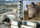 Thảm họa hạt nhân Chernobyl: Vì sao lợn rừng tại Tây Âu vẫn nhiễm phóng xạ sau 37 năm?