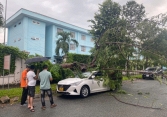 TP.HCM: Cây phượng trong sân trường bật gốc đè bẹp ô tô 5 chỗ