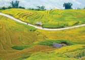 Nơi ấy, Y Tý