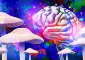 Chất gây ảo giác Psilocybin mở ra hy vọng mới trong điều trị trầm cảm