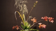 Triển lãm Ikebana Hà Nội lần thứ VIII: “Tương giao” – Cuộc đối thoại giữa cỏ cây và tâm hồn