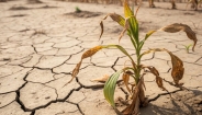 Phát hiện khả năng 'ghi nhớ' hạn hán của vi sinh vật trong đất, mở ra hướng mới bảo vệ cây trồng trước biến đổi khí hậu