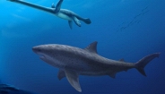 Lộ diện dấu vết loài cá mập khổng lồ cổ đại từng thống trị đại dương từ thời khủng long