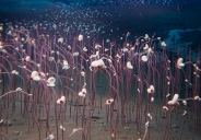 Sự sống của hệ sinh thái “ăn hóa chất” ở độ sâu hơn 9.500m dưới đáy đại dương