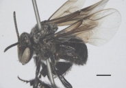 Khám phá bí ẩn keo ong và mật ong Việt Nam: Những phát hiện mới từ Tây Nguyên