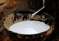 Nhà đầu tư Trung Quốc tranh thủ chốt lời kéo giá cao su giảm