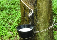 Giá cao su châu Á giữ đà tăng do Trung Quốc vẫn duy trì sản xuất