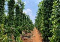 Thương lái đẩy giá tiêu thu mua cao hơn 1.000 - 2.000 đồng/kg