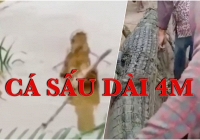 Bắt cá sấu 4m ăn thịt người