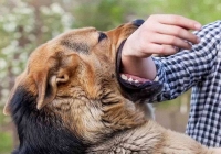 Chủ nuôi phải bồi thường ra sao khi để chó tấn công người khác?