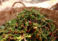 Giá tiêu trong nước tăng 500 đồng/kg, tiêu thế giới giữ ở mức cao