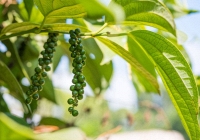 Giá tiêu trong nước đi ngang, thế giới tiếp tục tăng
