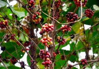 Cà phê Tây Nguyên giữ đà tăng, cao nhất đạt 32.800 đồng/kg