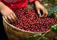 Cà phê Tây Nguyên giảm 100 đồng/kg, cao nhất đạt 32.800 đồng