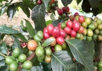 Giá cà phê Arabica cao kỷ lục hơn 4 năm qua