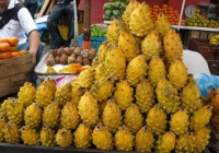Thanh long vỏ vàng có gai giá 400.000 đồng/kg người tiêu dùng săn mua