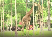 Vườn thú Thái Lan cho động vật nghe nhạc sống để thư giãn do vắng khách